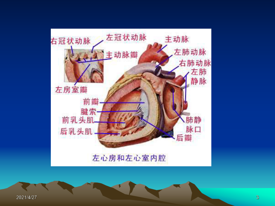 内科循环概述课件.ppt_第3页