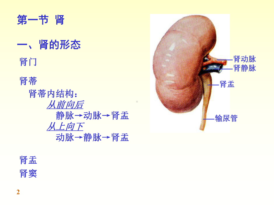 医学课件泌尿系统完整结构.ppt_第2页