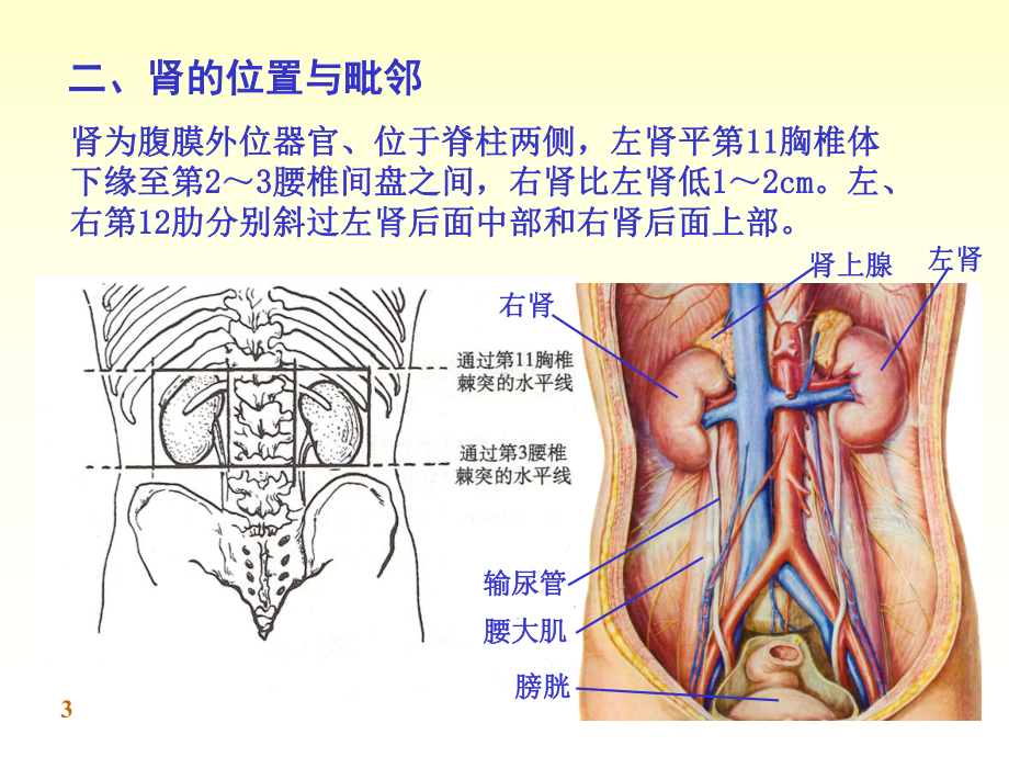 医学课件泌尿系统完整结构.ppt_第3页