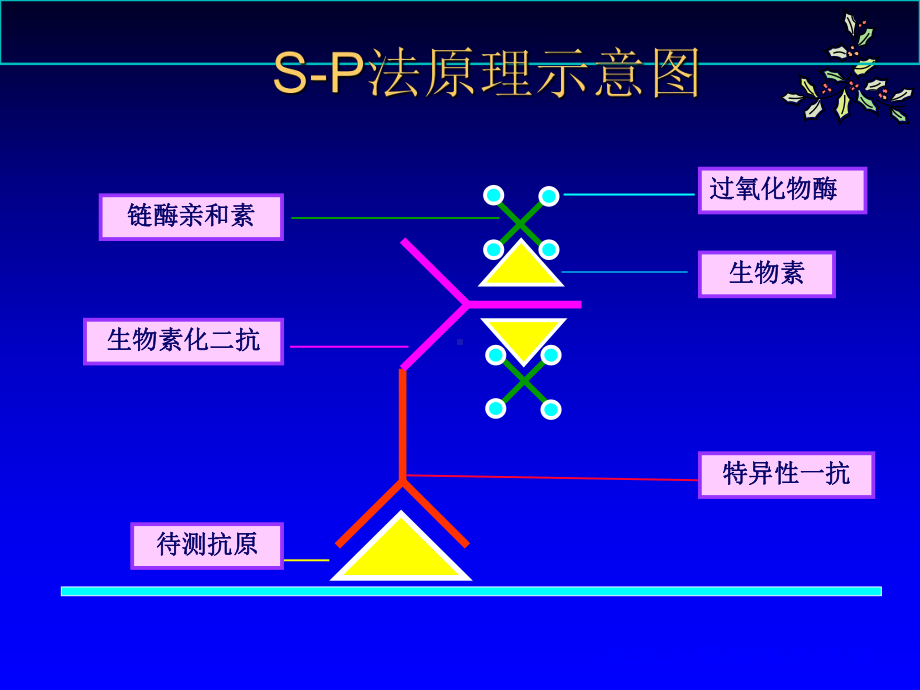 免疫组织化学染色SP技术课件.ppt_第3页