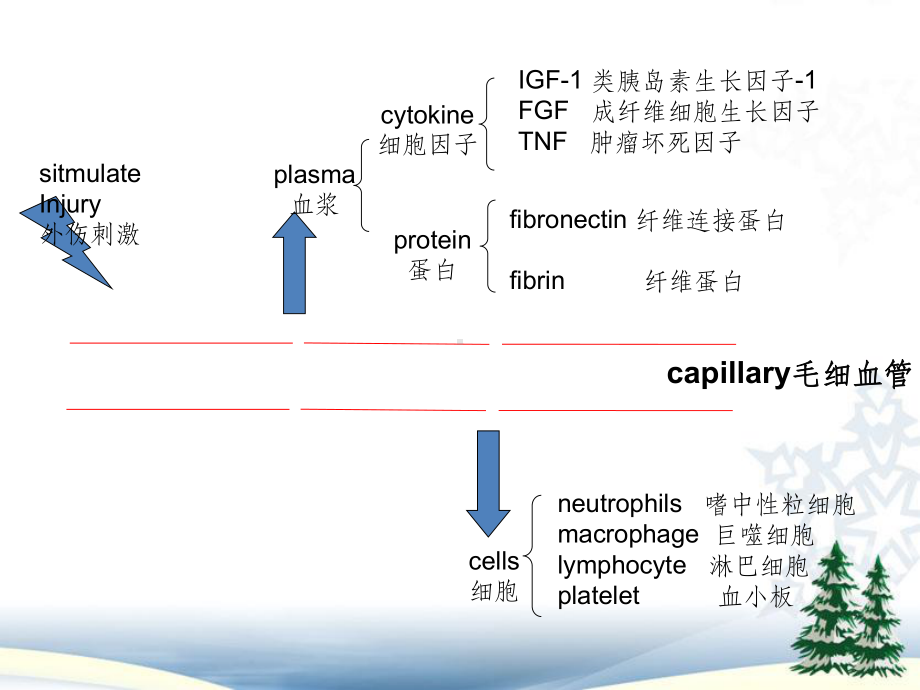 创伤的病理生理1课件.ppt_第3页