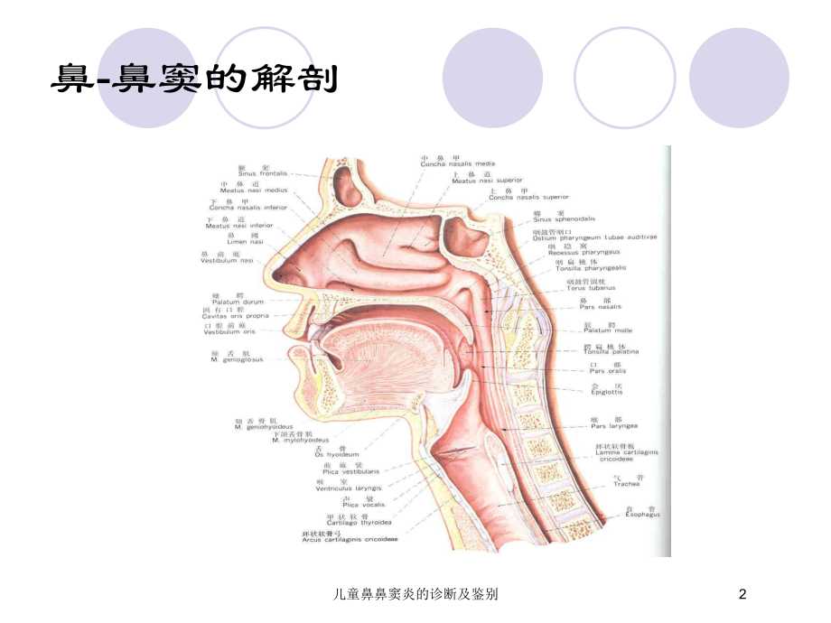 儿童鼻鼻窦炎的诊断及鉴别培训课件.ppt_第2页