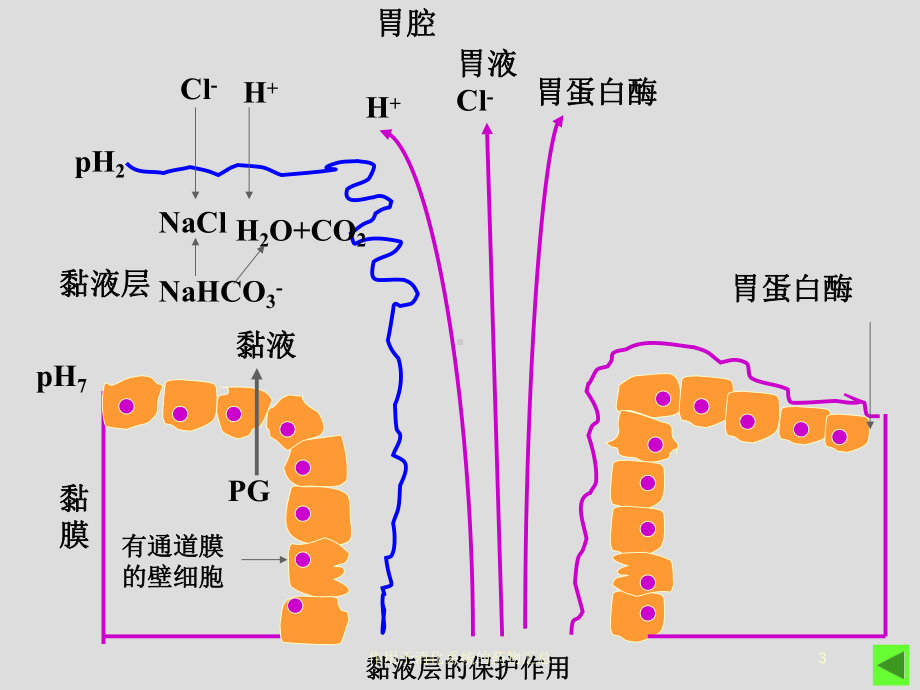 作用于消化系统的药物汇总培训课件.ppt_第3页