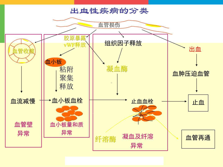 出血性疾病的诊断思路10课件.ppt_第3页