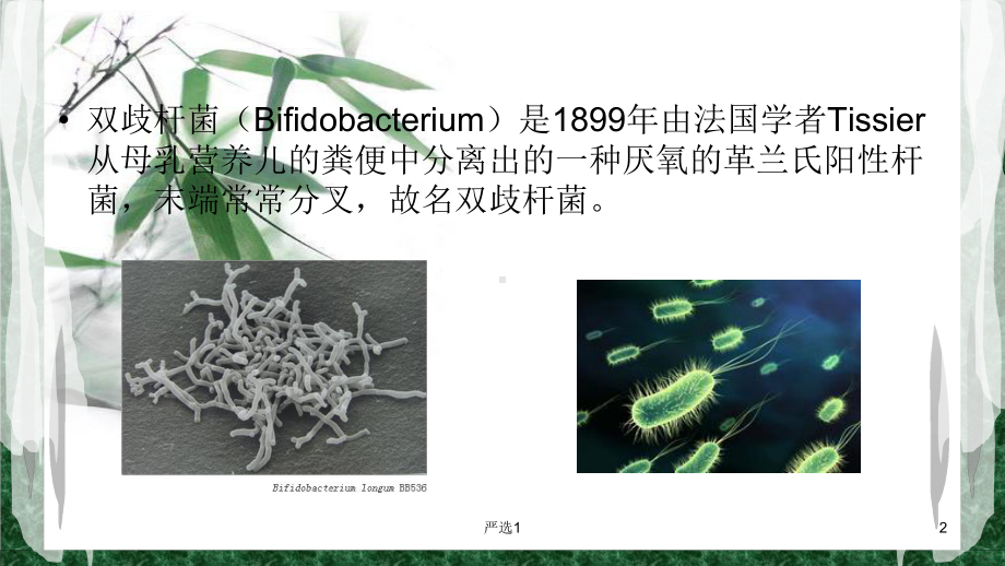 双歧杆菌的前世今生课件.pptx_第2页