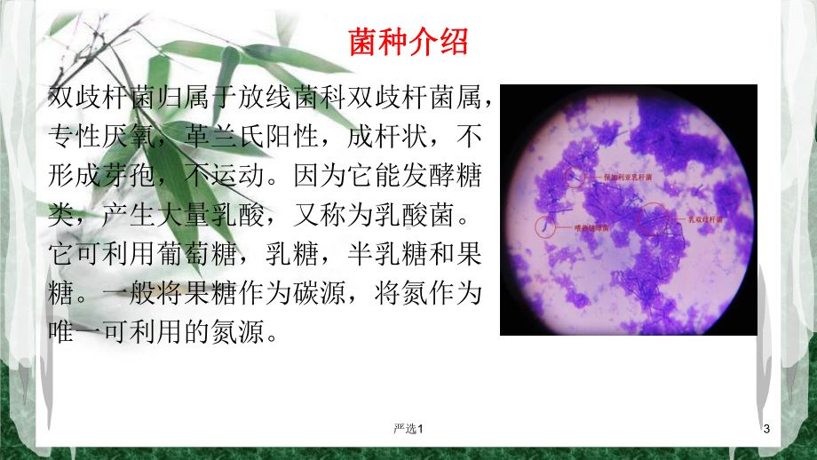 双歧杆菌的前世今生课件.pptx_第3页