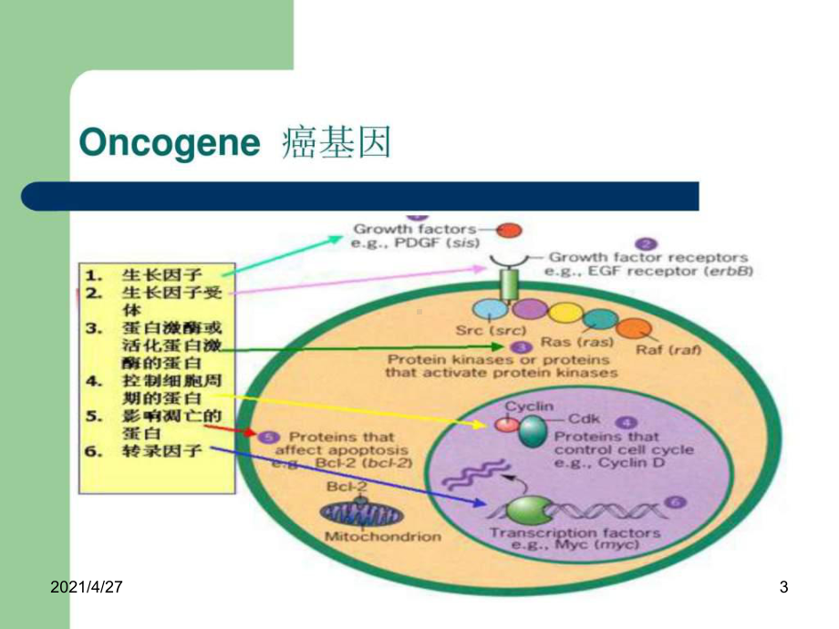 分子生物学课题癌症的发生与治疗课件.ppt_第3页