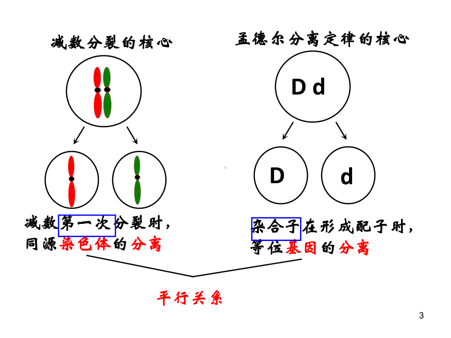 基因与染色体的关系课件.ppt_第3页