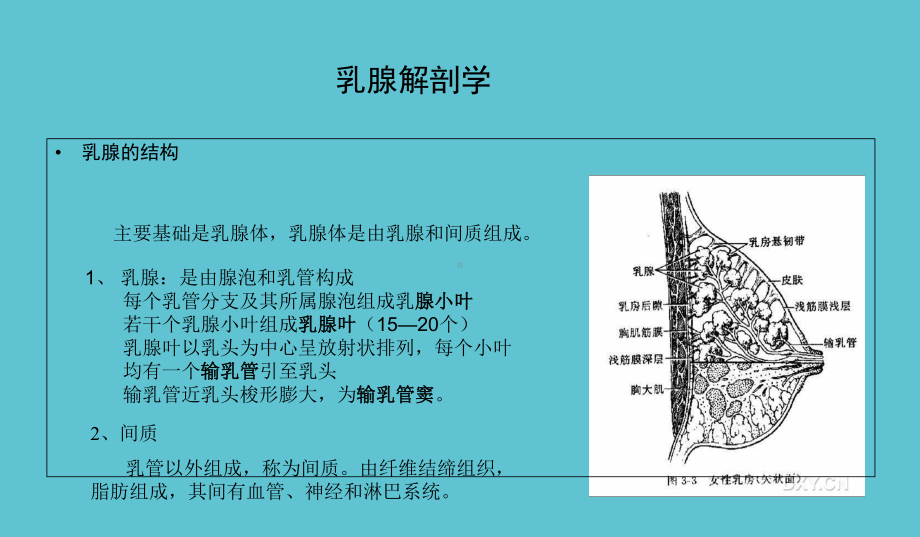 乳腺解剖基础课件.ppt_第3页