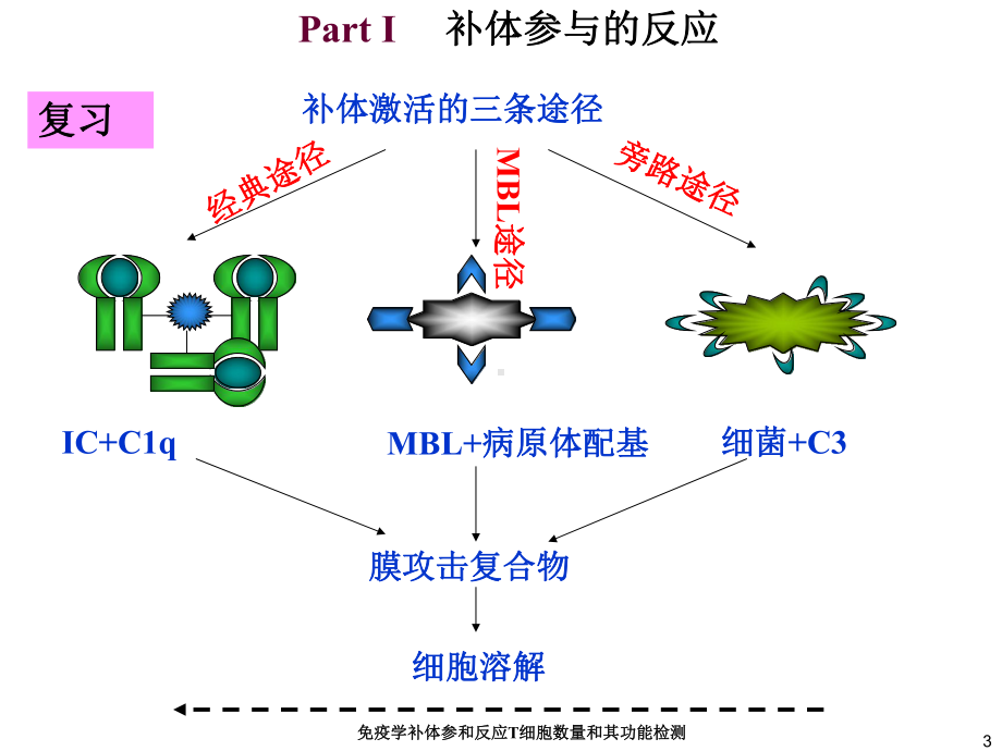 免疫学补体参和反应T细胞数量和其功能检测培训课件.ppt_第3页