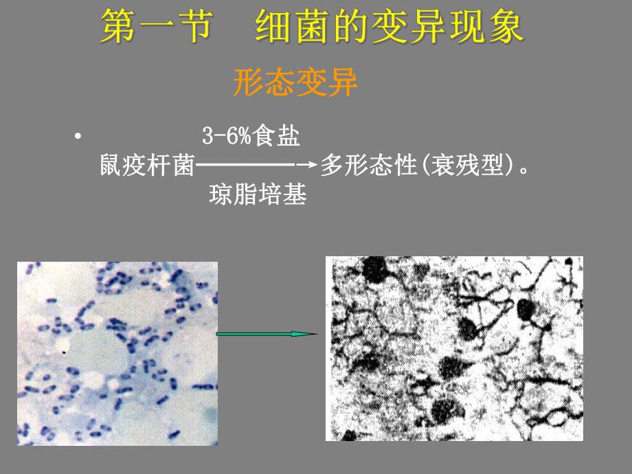 医学微生物学遗传变异人卫课件.pptx_第2页