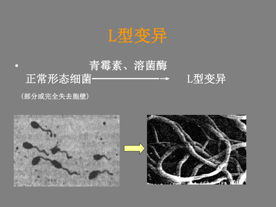 医学微生物学遗传变异人卫课件.pptx_第3页