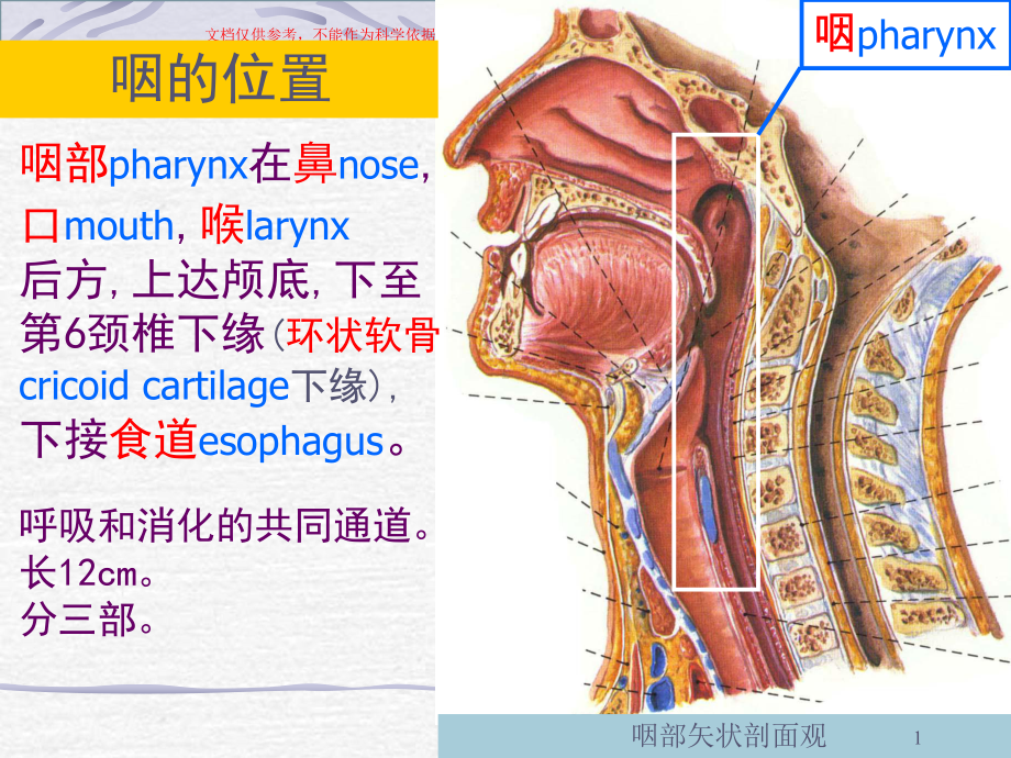 咽的解剖医学知识专题讲座培训课件.ppt_第1页