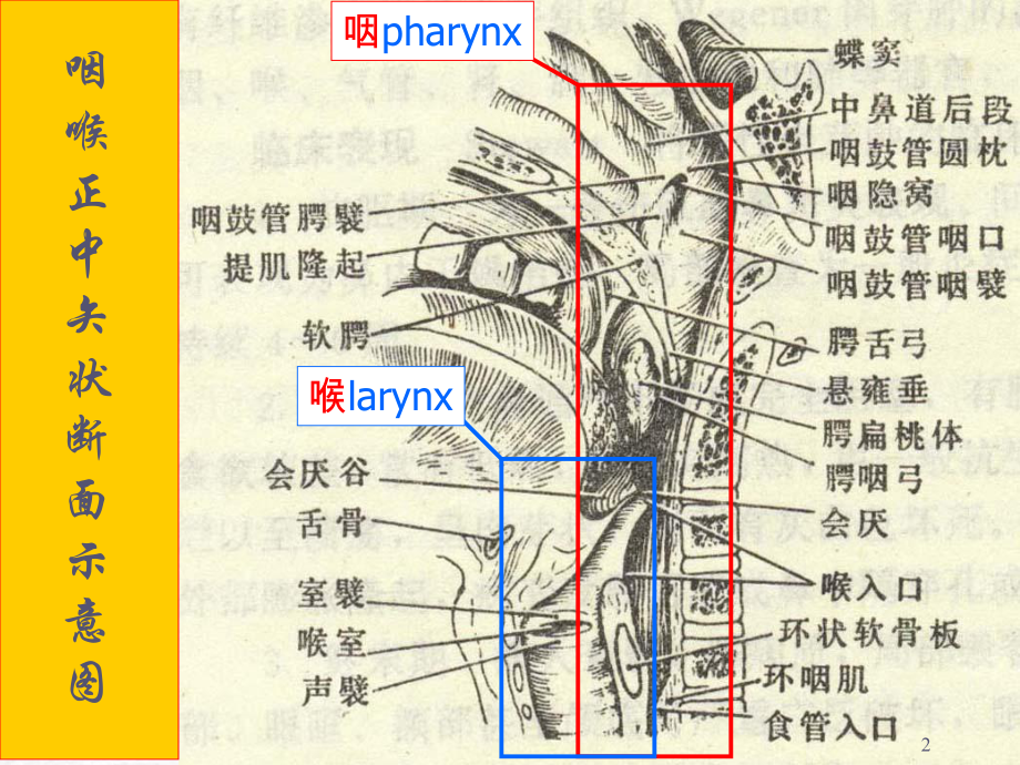 咽的解剖医学知识专题讲座培训课件.ppt_第2页