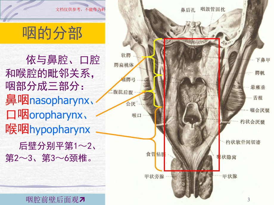 咽的解剖医学知识专题讲座培训课件.ppt_第3页