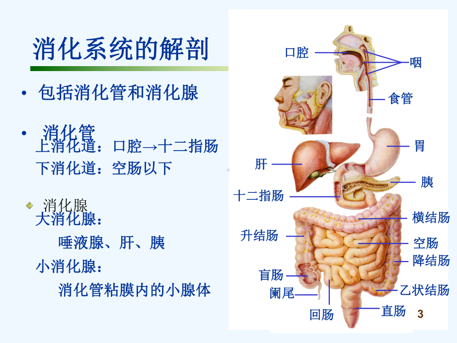 小儿消化系统常见疾病与用药课件.ppt_第3页