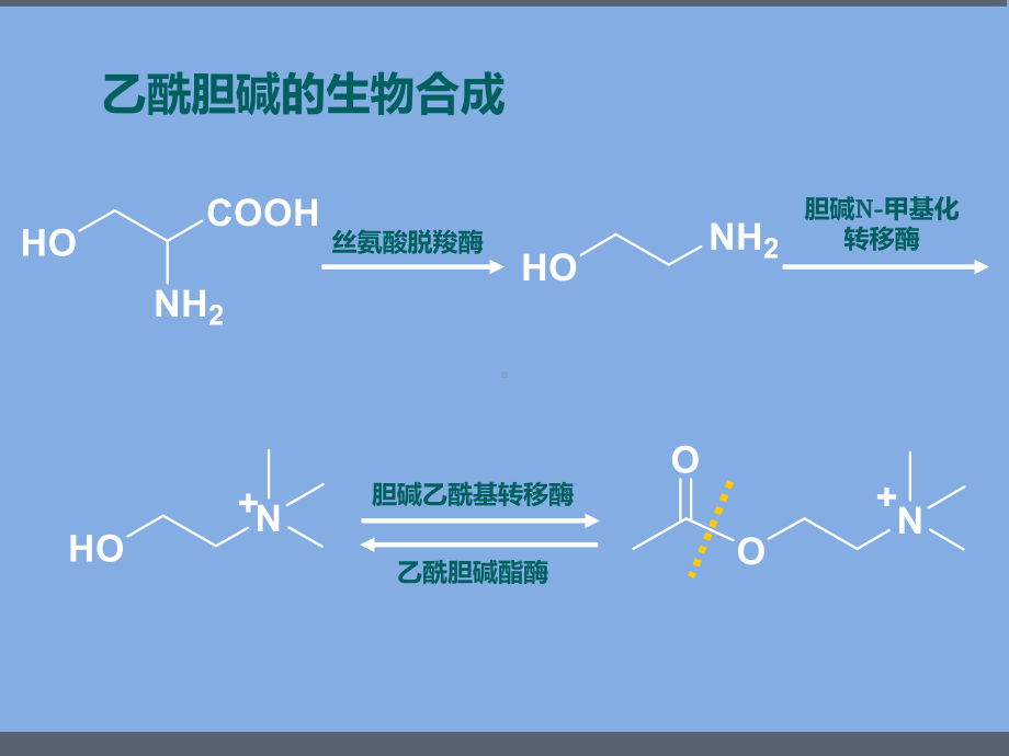 外周神经系统药物-课件.pptx_第2页