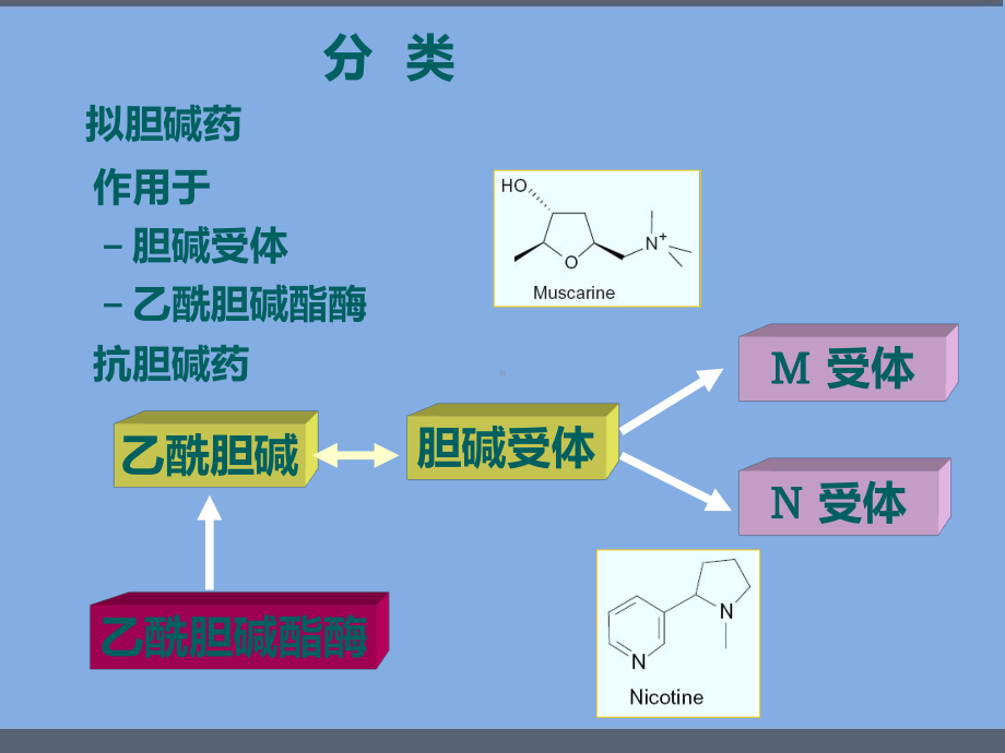 外周神经系统药物-课件.pptx_第3页