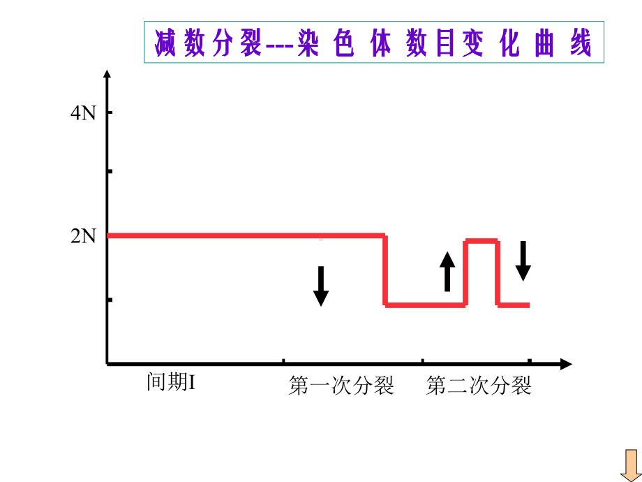 基因和染色体的关系-练习-课件.ppt_第2页