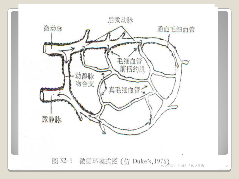 休克的发生机制和抗休克药物培训课件.ppt_第2页