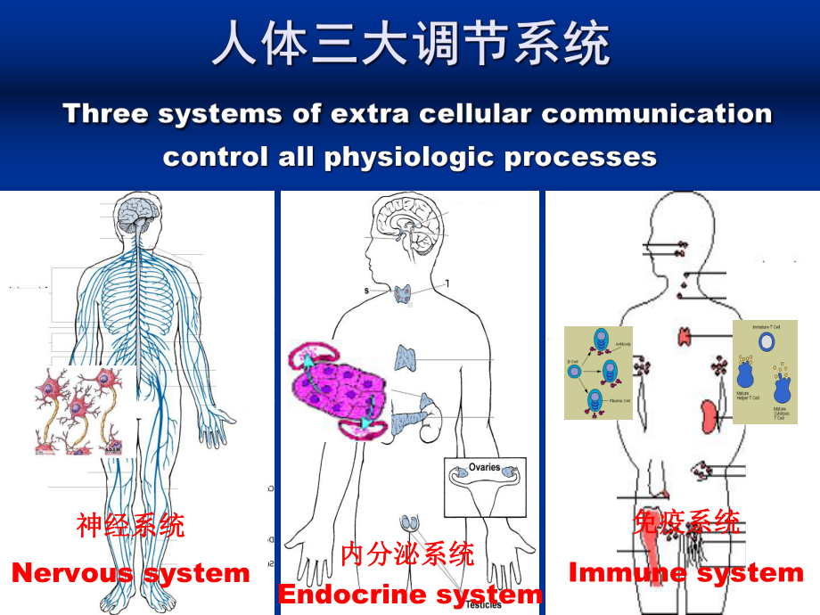 内分泌总论专业知识讲座课件.ppt_第3页