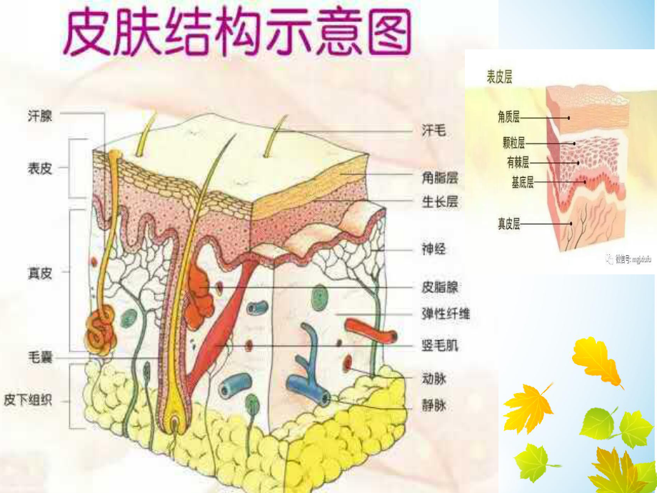 压疮讲课-课件.ppt_第2页