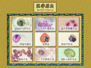 人体寄生虫原虫概述溶组织阿米巴演示文稿课件.ppt