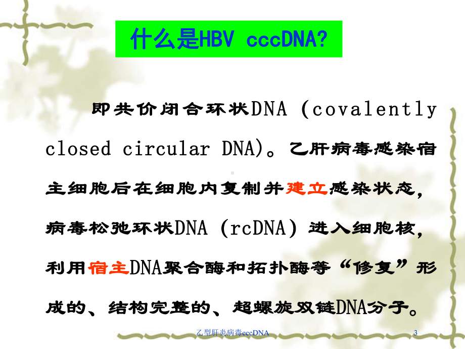 乙型肝炎病毒cccDNA培训课件.ppt_第3页