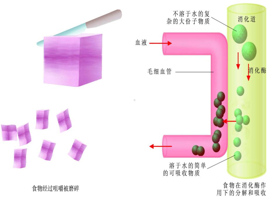 人体对食物的消化吸收-课件.ppt_第3页