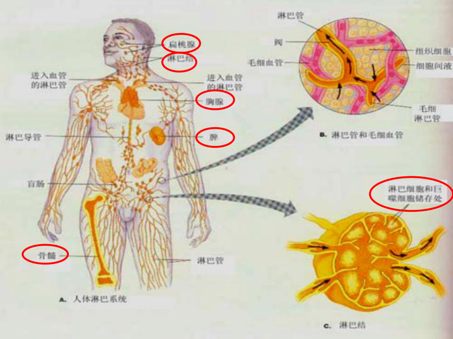 免疫对人体稳态的维持课件.ppt_第2页