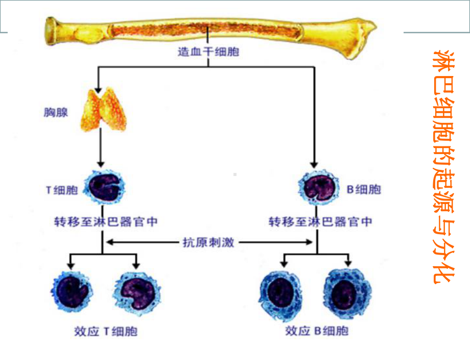 免疫对人体稳态的维持课件.ppt_第3页