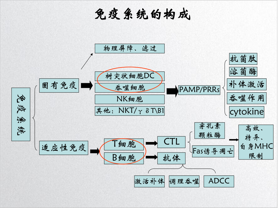 免疫细胞与自身免疫病课件.ppt_第2页