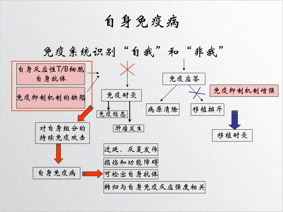 免疫细胞与自身免疫病课件.ppt_第3页