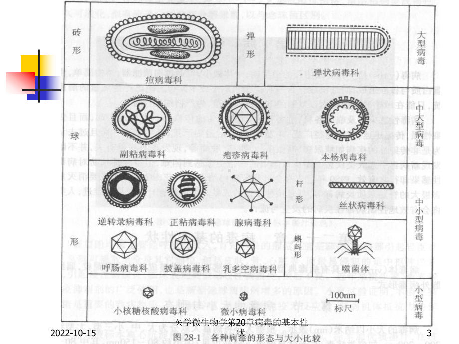 医学微生物学第20章病毒的基本性状课件.ppt_第3页