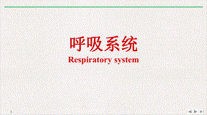 呼吸系统标准课件.pptx