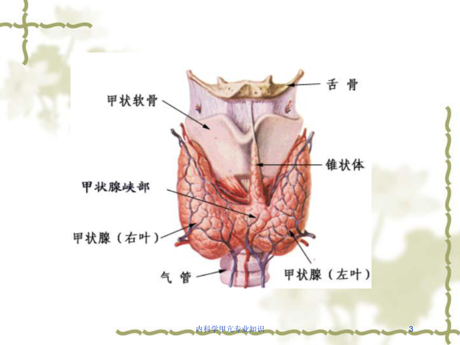 内科学甲亢专业知识培训课件.ppt_第3页