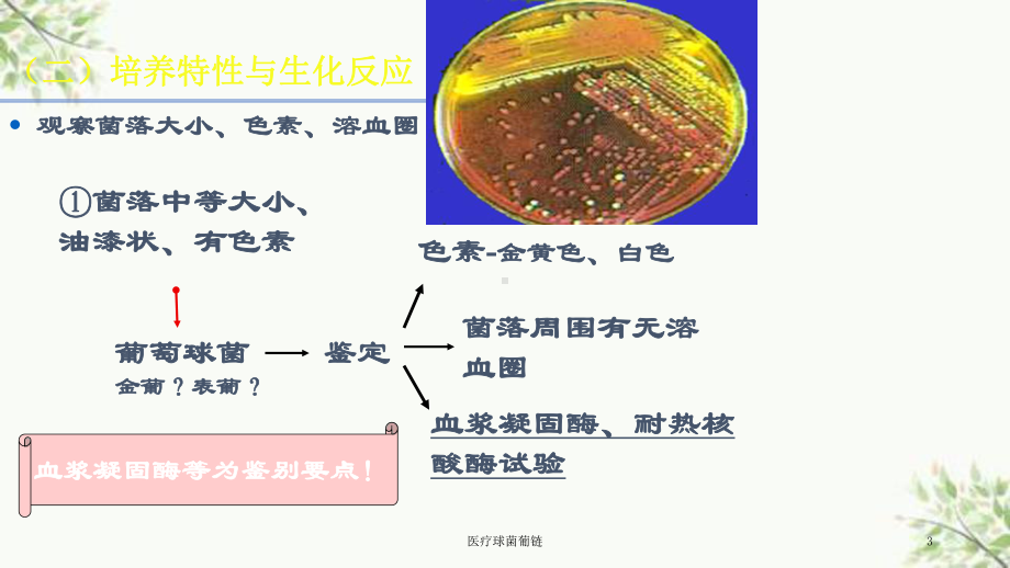 医疗球菌葡链课件.ppt_第3页