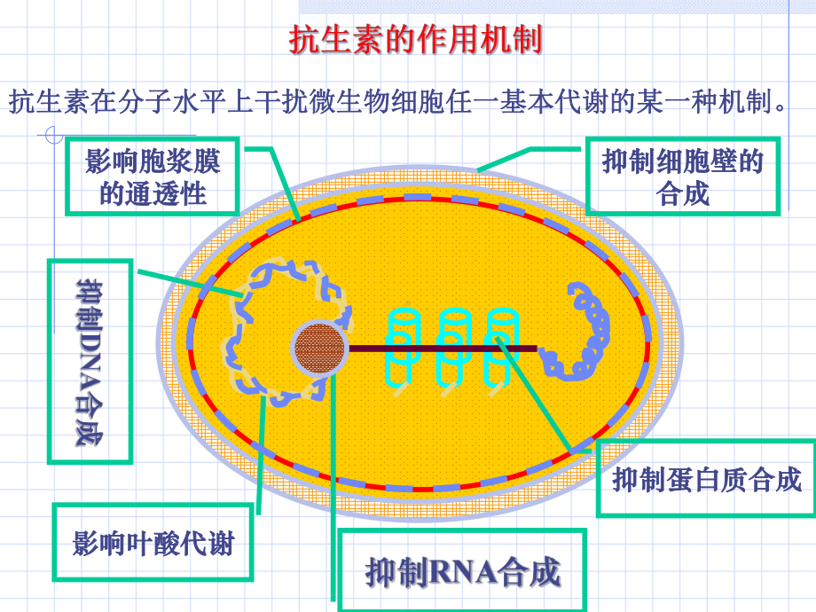 医学课件抗生素的作用机制.ppt_第3页