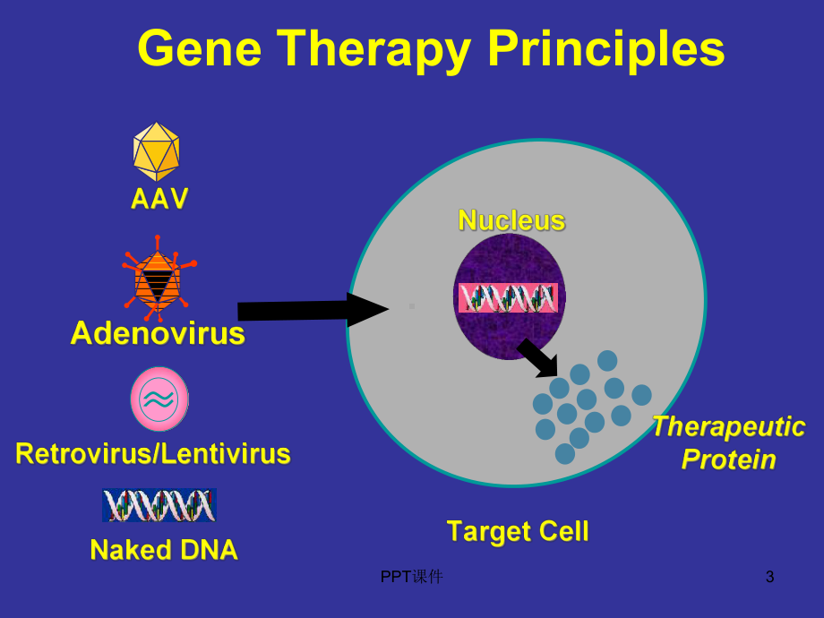 基因治疗--课件.ppt_第3页