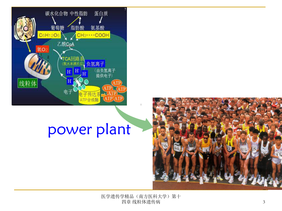 医学遗传学第十四章-线粒体遗传病课件.pptx_第3页