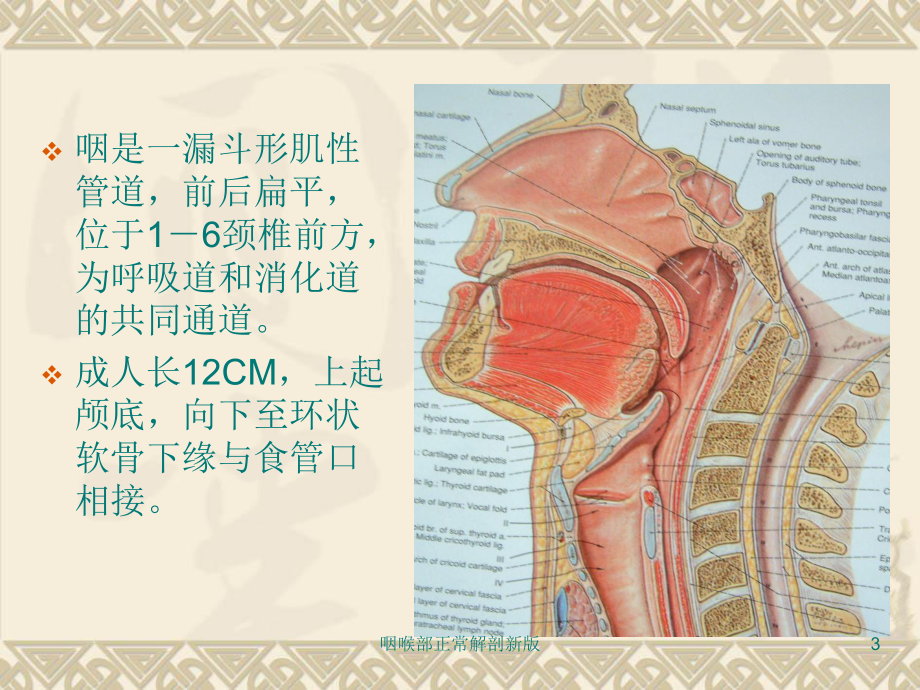 咽喉部正常解剖新版培训课件.ppt_第3页