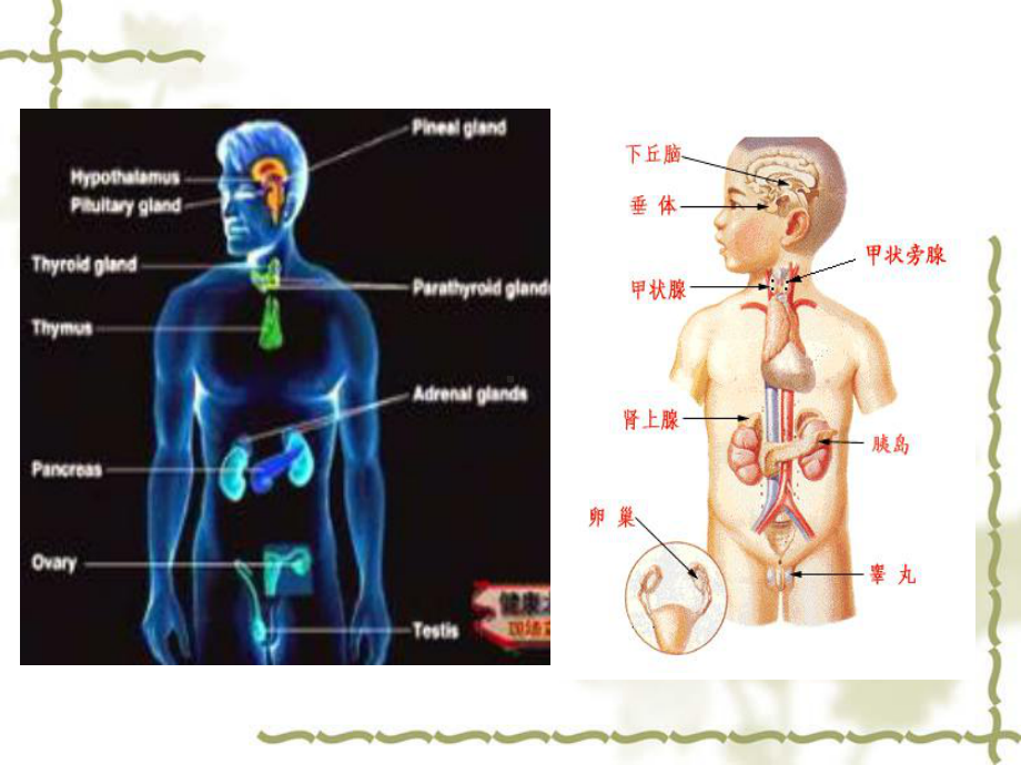 内分泌概述与甲亢患者护理课件.ppt_第3页