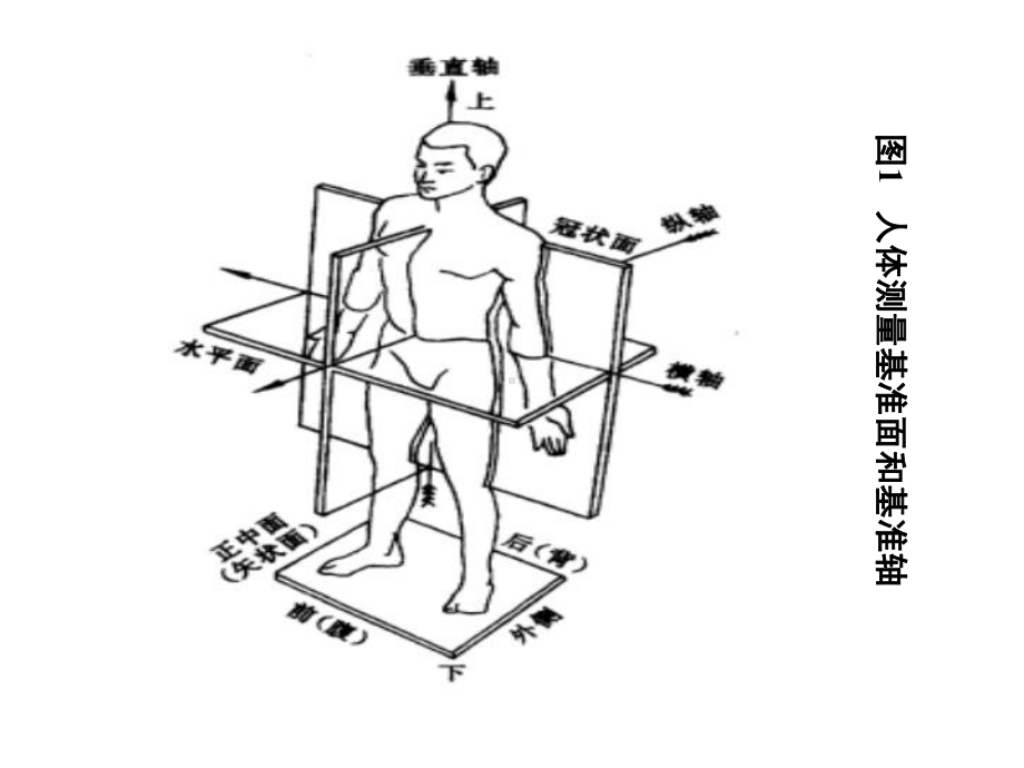 人体的人机学参数-课件1.ppt_第3页