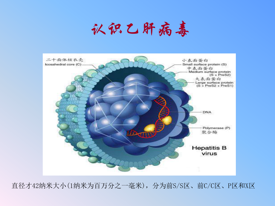 乙型肝炎母婴阻断基础知识培训课件.ppt_第2页