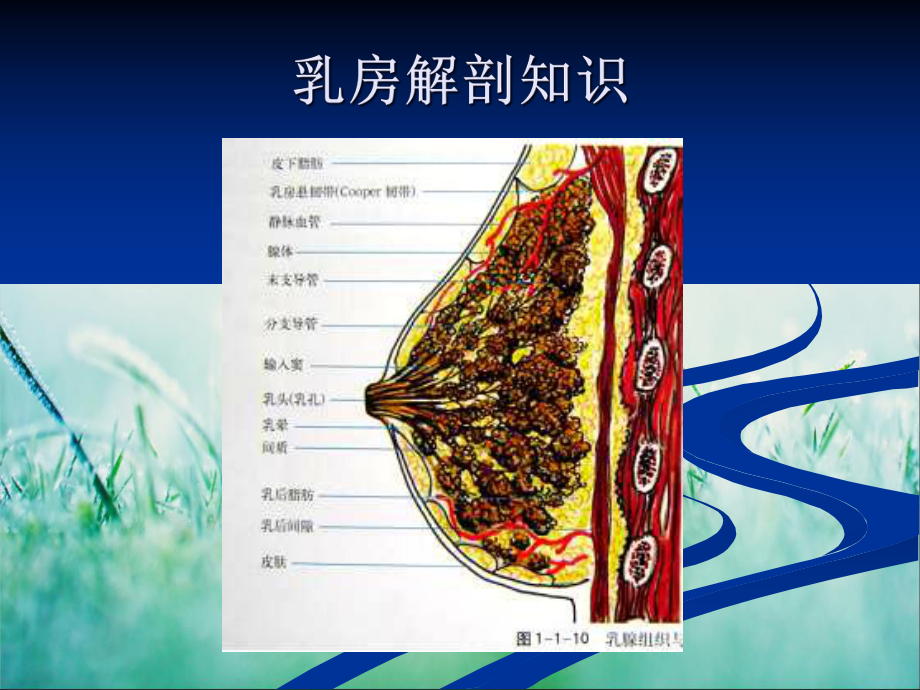 乳腺线图片诊断课件.ppt_第2页