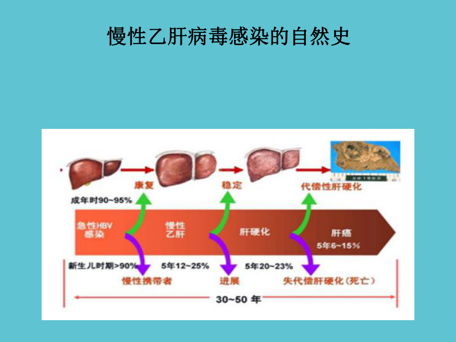 乙肝病毒的介绍课件.ppt_第3页