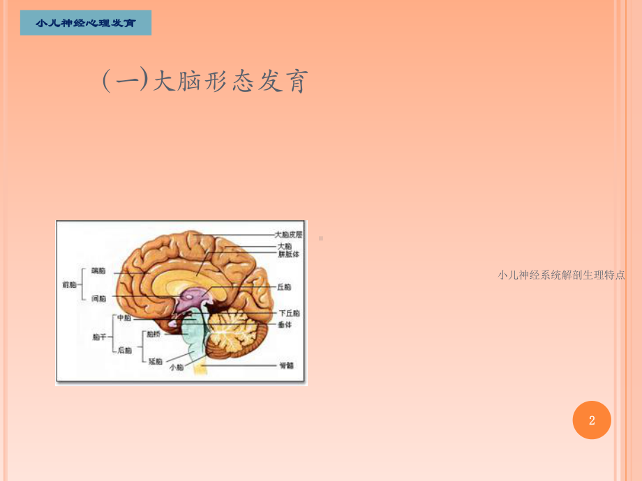 小儿神经系统解剖生理特点培训课件.ppt_第2页