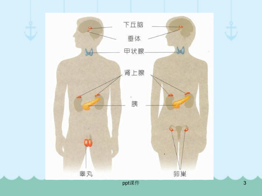 学前儿童内分泌系统-课件.ppt_第3页