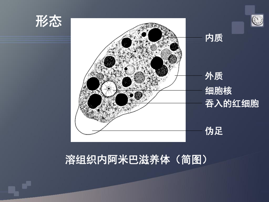 寄生虫实验考图片解说课件.ppt_第2页