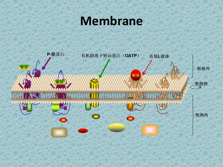 医学药物的跨膜转运专题培训课件.ppt_第3页